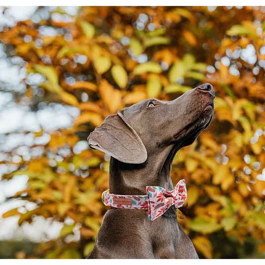 Personalized Fall Collar